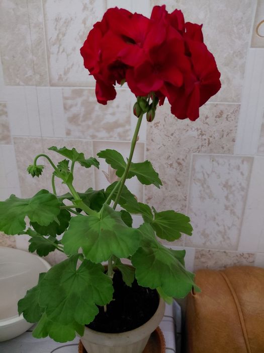 Продам недорого герань, цена 2000т