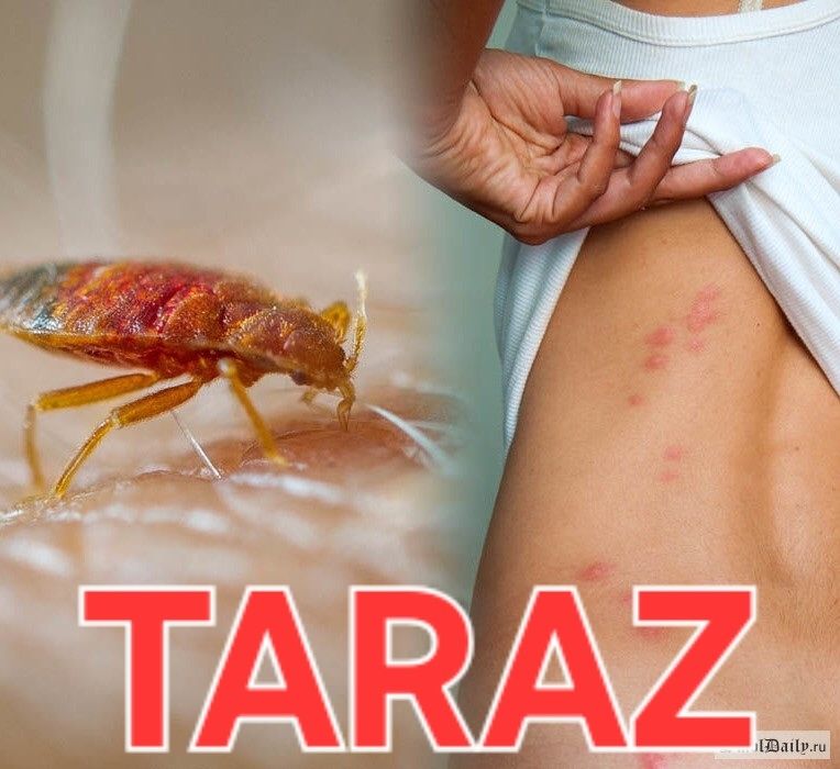 Дезинфекция от насекомых