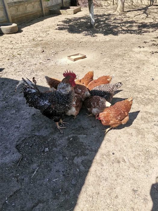 Oua de gaina de vanzare