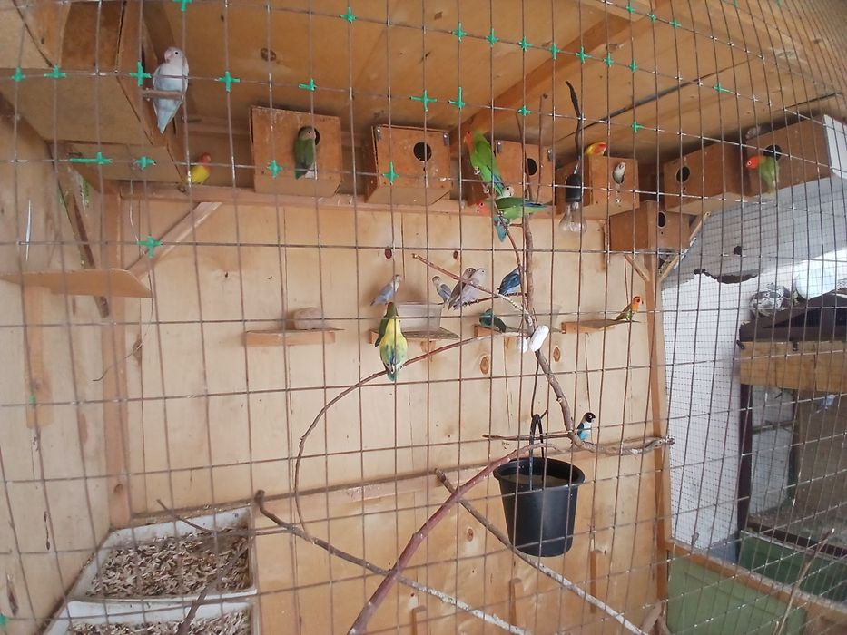 Nerazlushka maska apalayn bor par pari blan hamasi iwlagan iwonchli