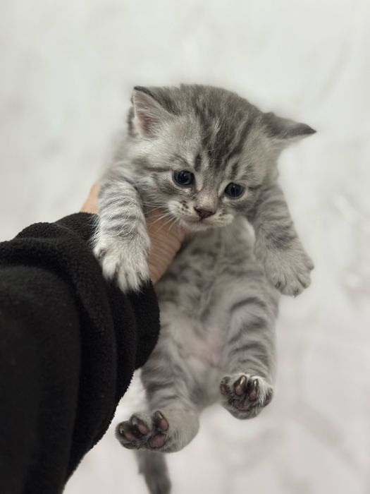 Отдам котят в хорошие руки
