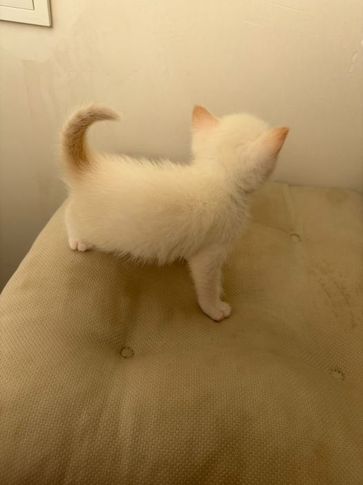 Отдаем котят в добрые руки