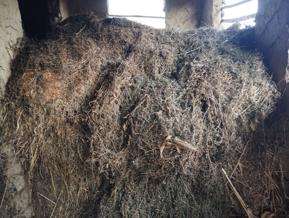 Ofertă Vând LUCERNĂ