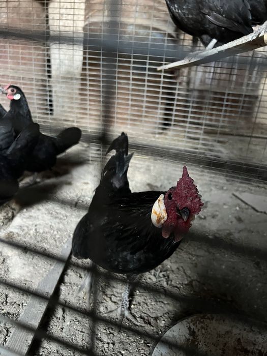 Toza zotli bentam xo’roz tovuqlari