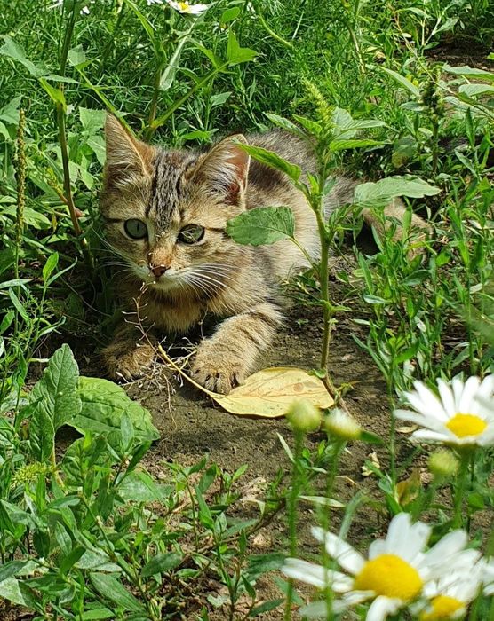 Котята в добрые руки.