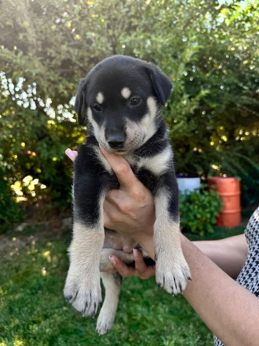 Продам очаровательных щенков