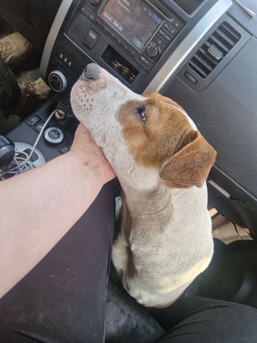 Найдена собака пит