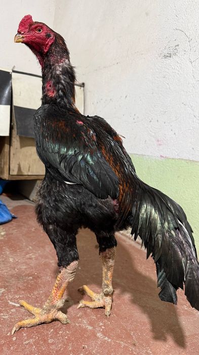 дакан тухумлари сотилади зоти тозаси бухоро гиждувонда