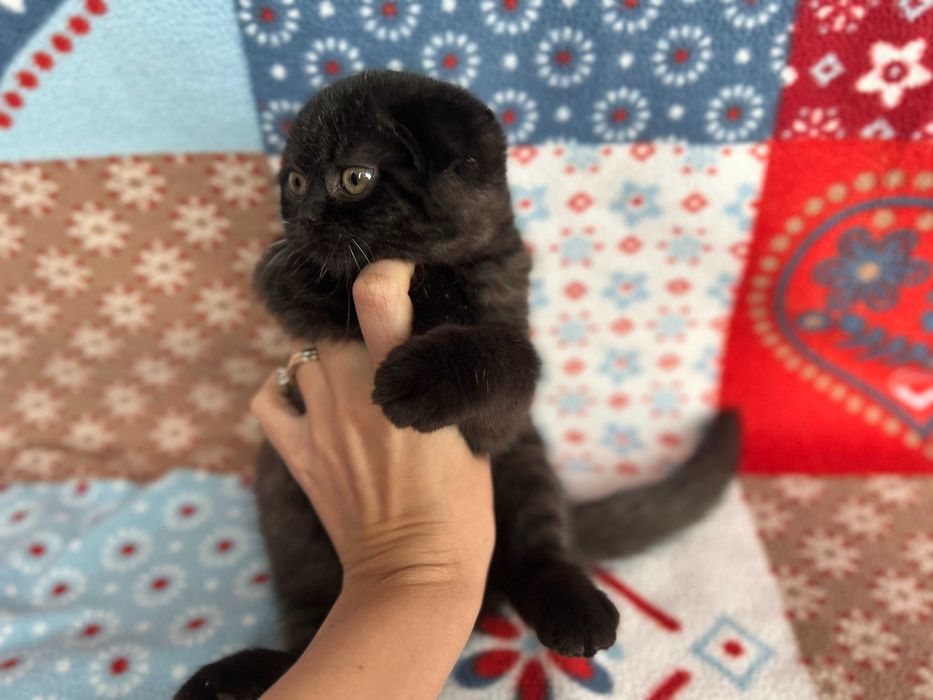 Pisicuță adorabilă Scottish Fold - rasa pură, cu Pedigree