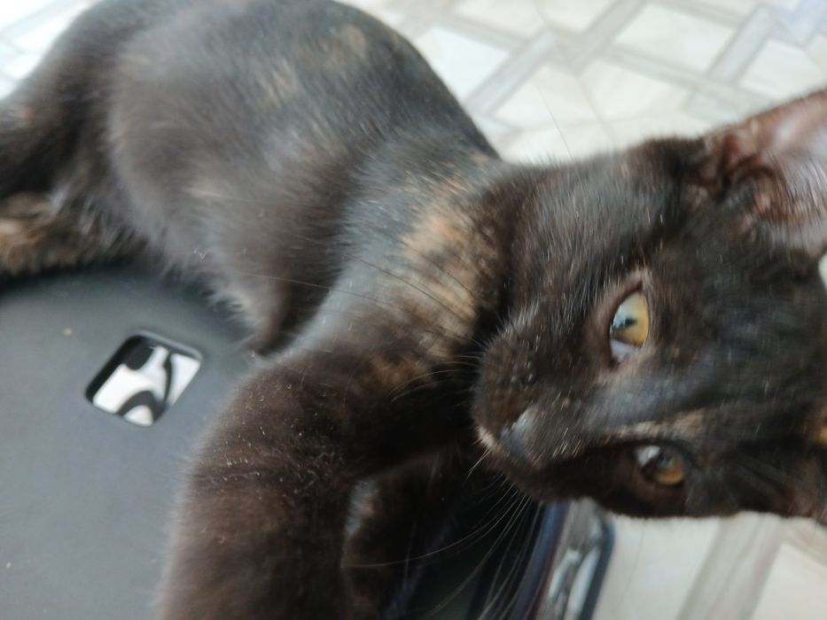Срочно отдам в дар котенка