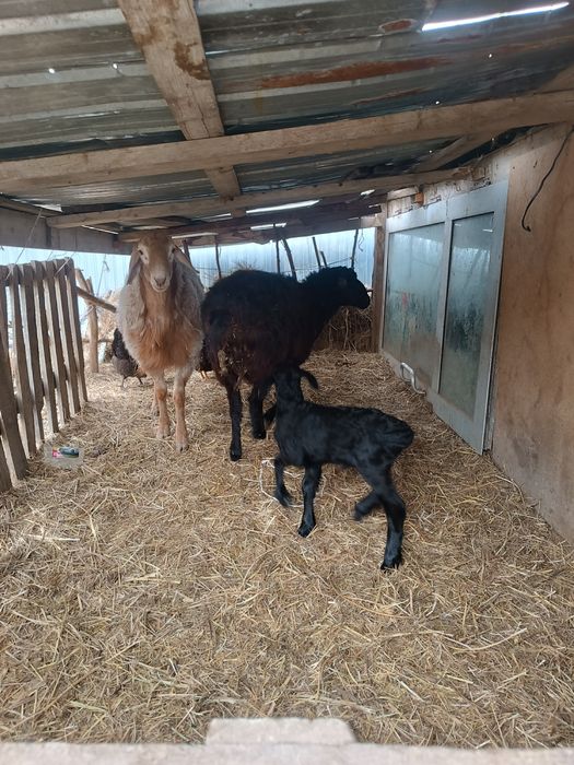 Гисар и обычный баран с ягненком