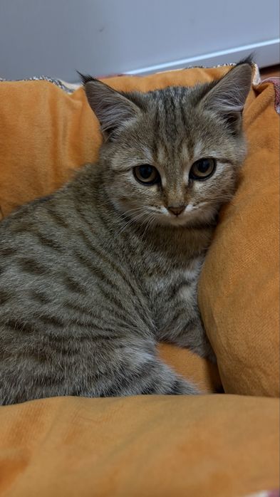 Котенок породистый