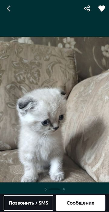 1 котик и 1 кошечка