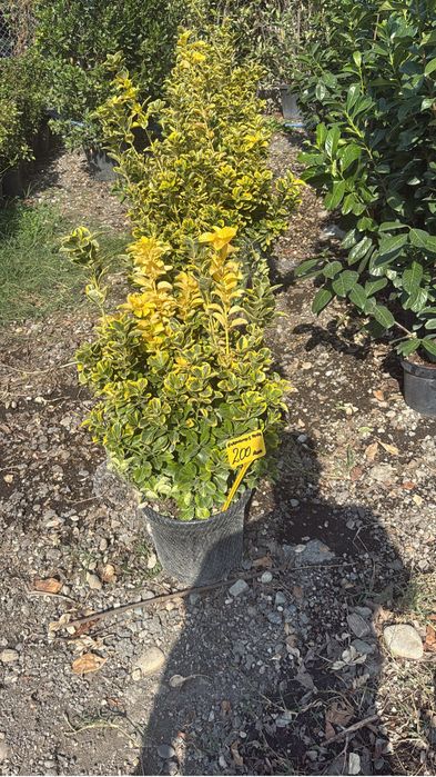 Diverse plante ornsmentale