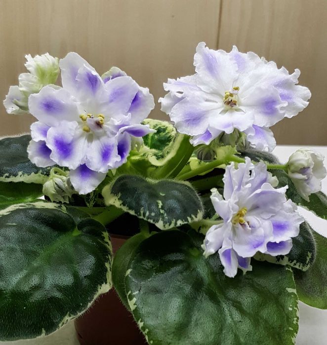 Фиалка лучший подарок.