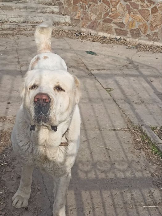 Алабай болалари сотилади !