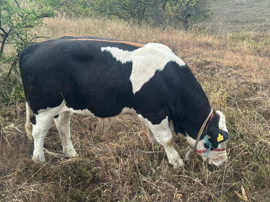 Vând vitel bălțat românesc