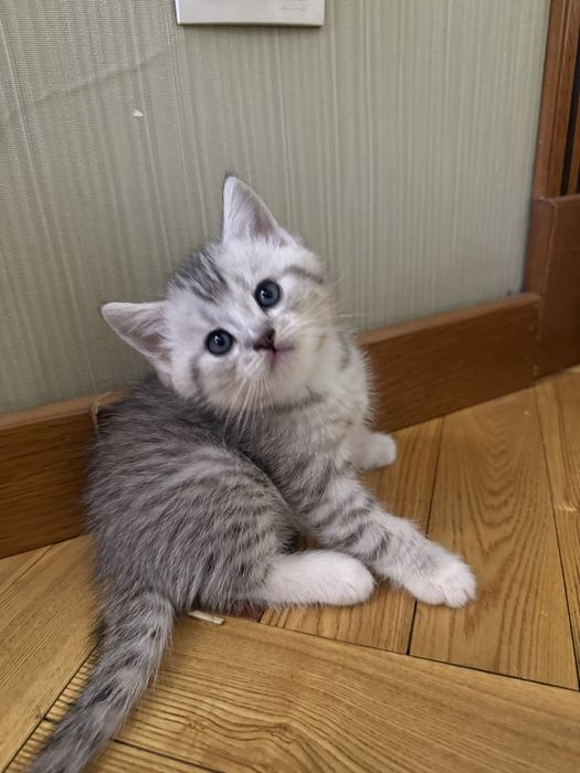 Шотландские котята!