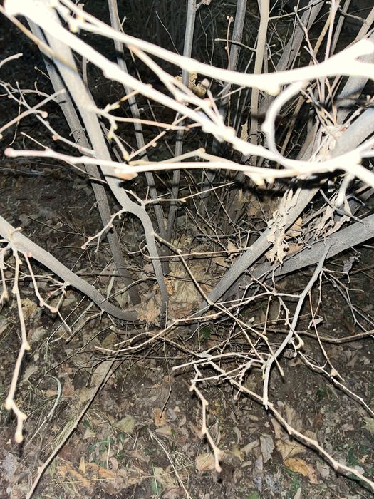 фундук саженец.