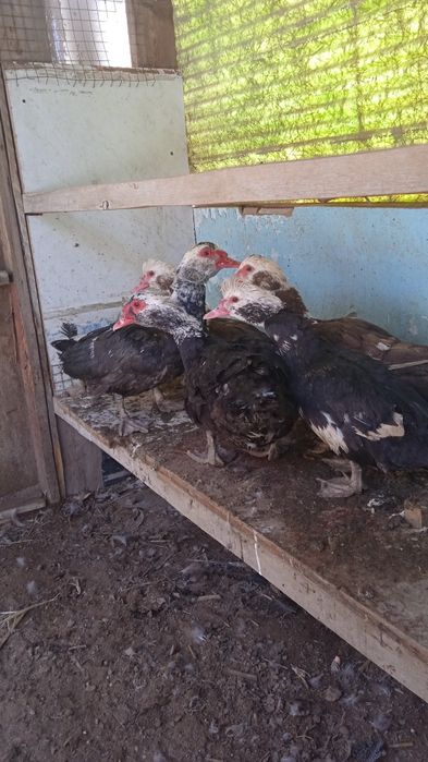 Индаутка сатылады