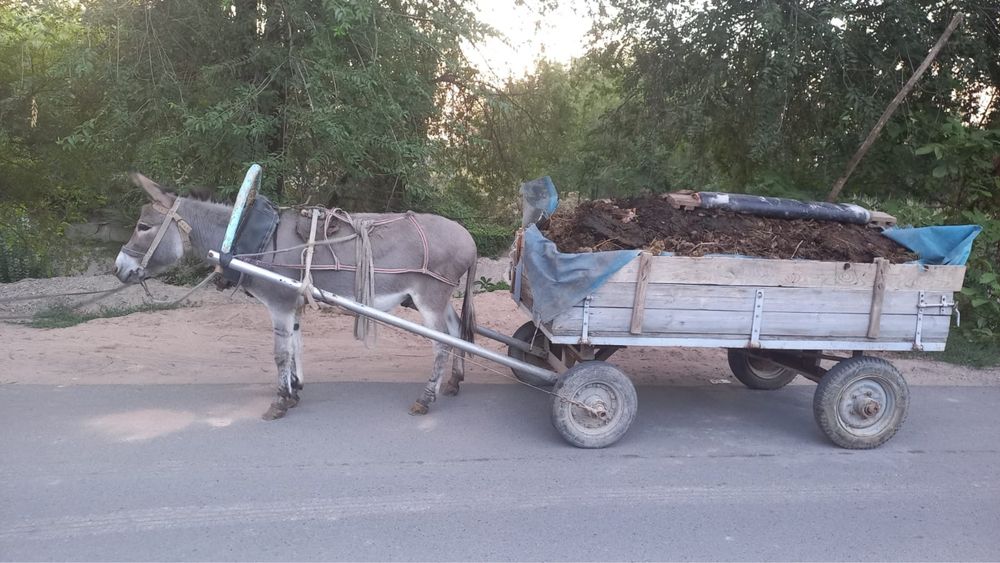 Продам ишака.