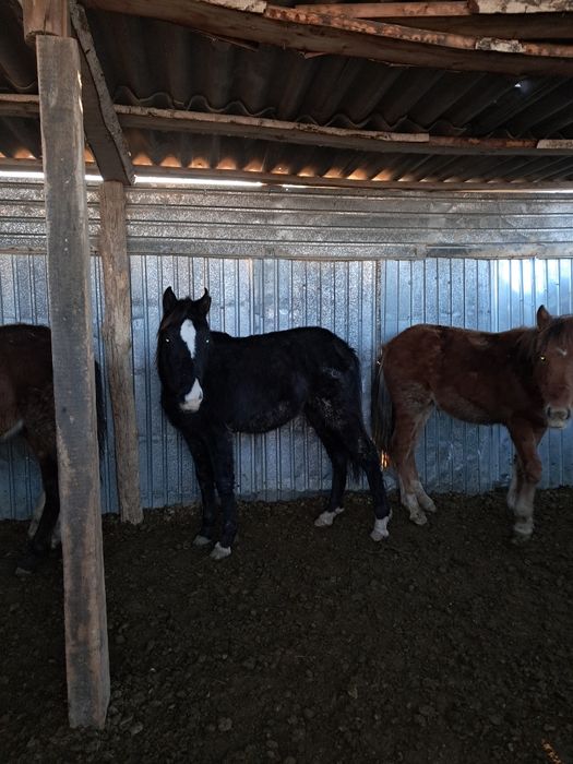 Ургашы тай байталдар