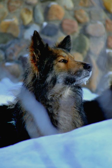 Продам nikon d3100