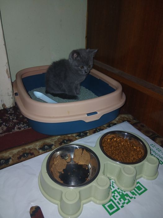 Mushuk sotiladi 4oylik