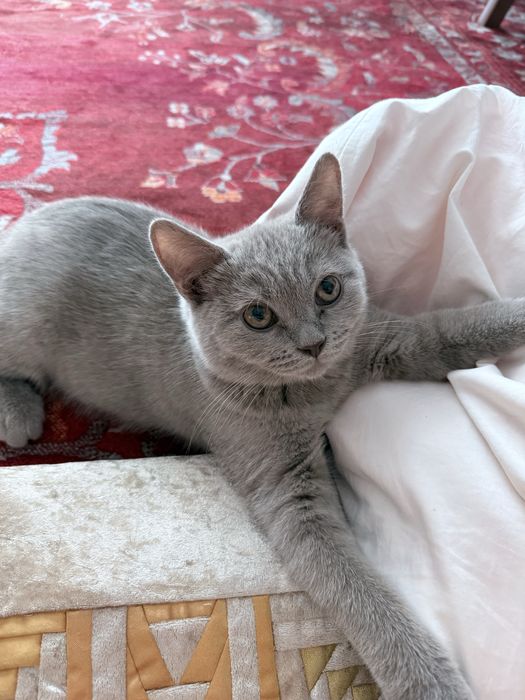 Бесплатно котенок 4 месяца британец