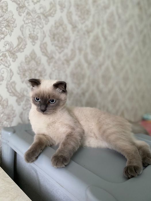 Тайский мысық сатылады