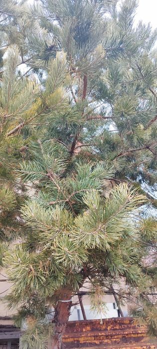 Сосны , лиственница крупномеры в Астане