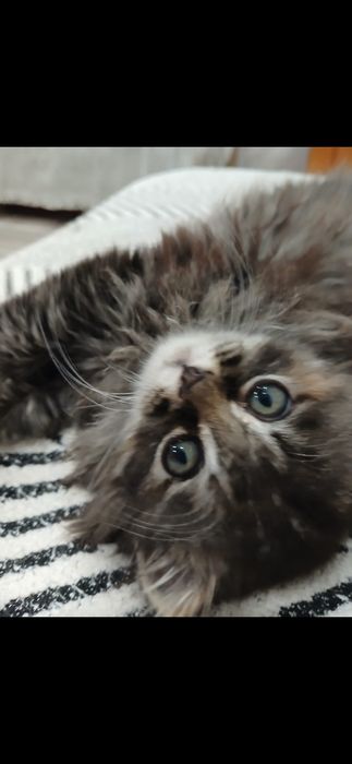 Бесплатно котенок