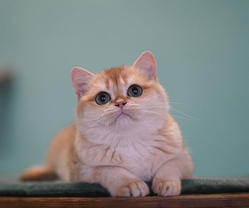 Британская кошка