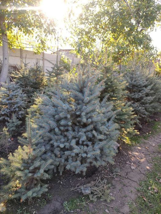 Акция! 100% Сифатли голубой арча арзон нархда! голубой ель чет элдан