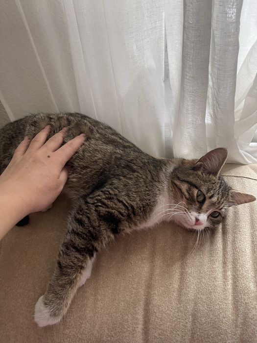 Кошка в хорошие руки