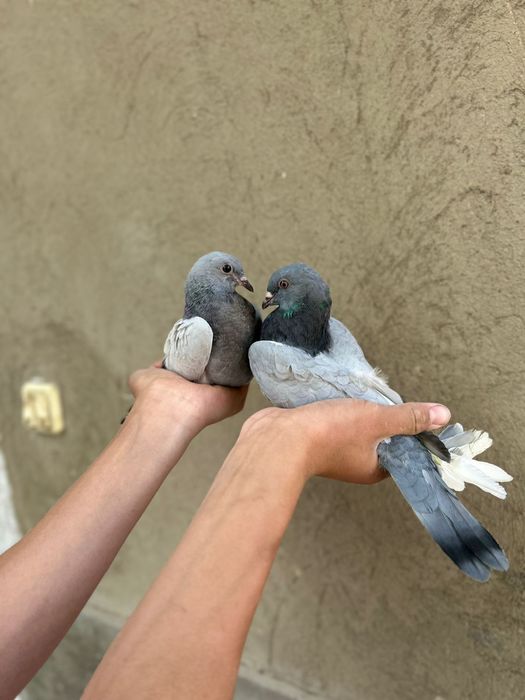 Голуб голуби кептер 3.000