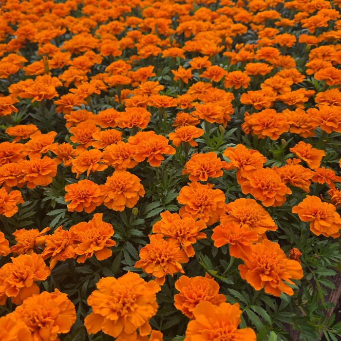 Петуния бархатцы  тагетис