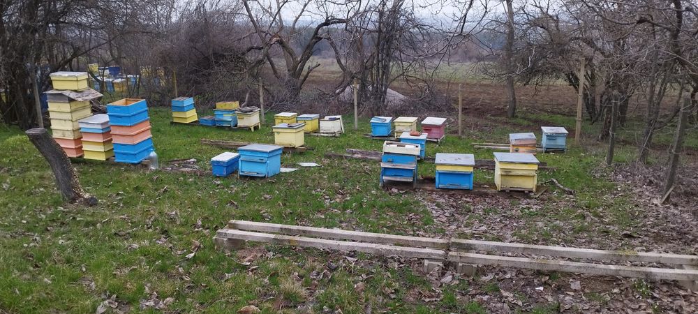 Пчелни кошери (празни сандъци)