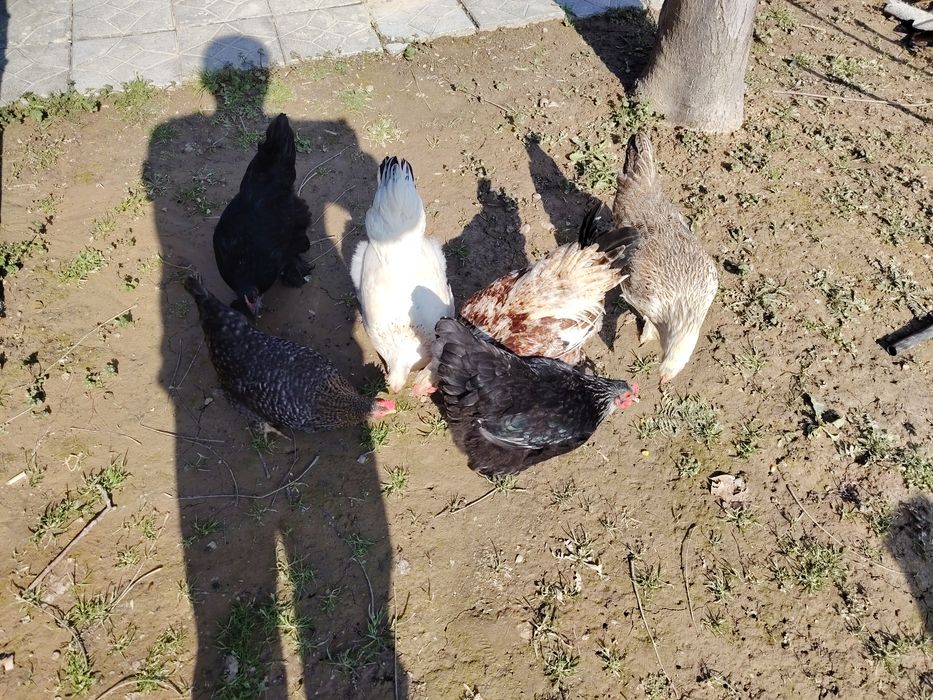 Tovuqlar sotiladi. 5ta makiyon 1ta horoz