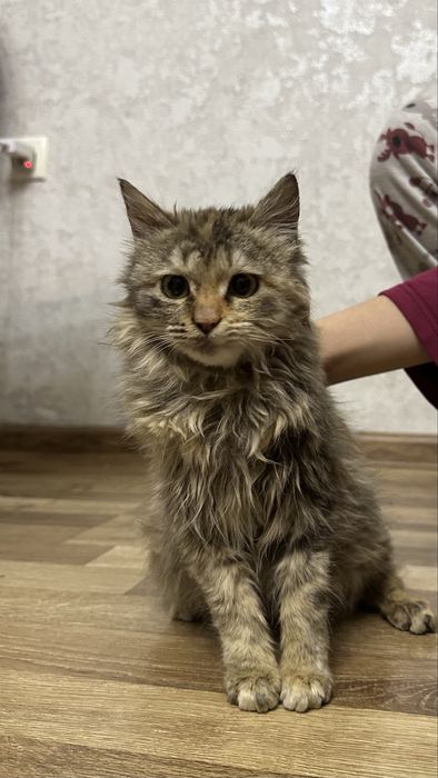 Котенок,мушук,бесплатно