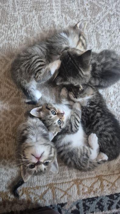 Отдам котят бесплатно в добрые руки