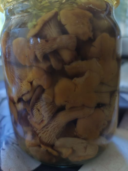 Продам грибы лисички