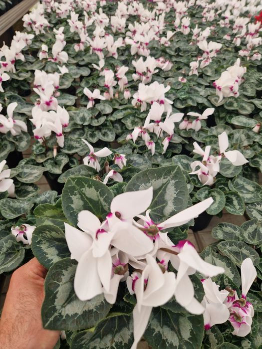 Cyclamen flori de primăvară  1-8 martie