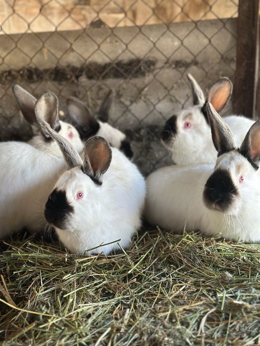 Кролики Калифорния