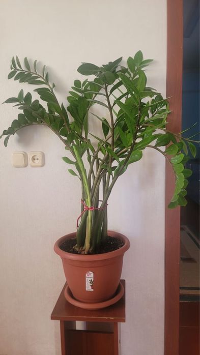 комнатные гүлдер сатылады