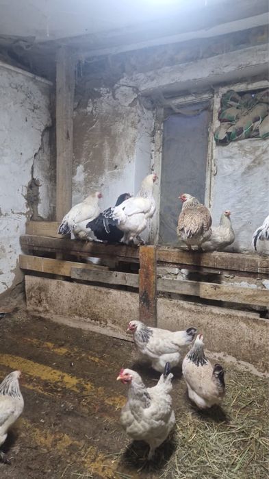 Продаю домашних петухов