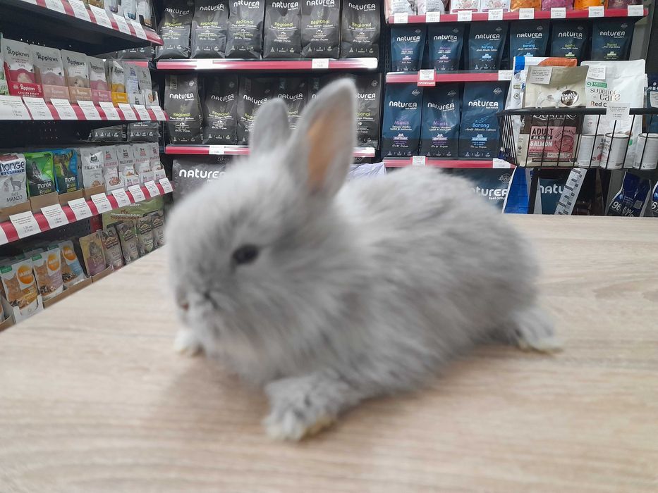 Декоративни мини зайчета