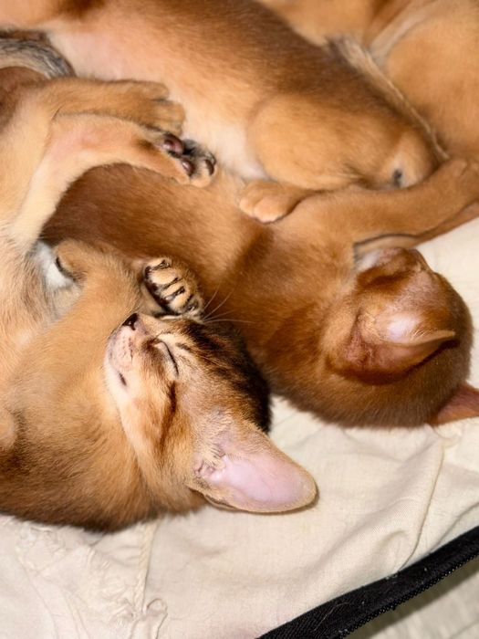 Абиссинские котята