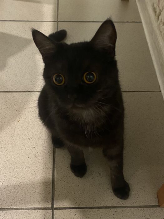 Кошечка в добрые руки