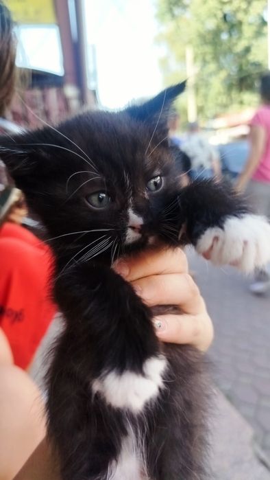 Котята||бесплатно